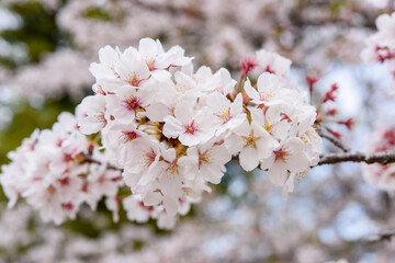 綺麗な満開の桜のアップ