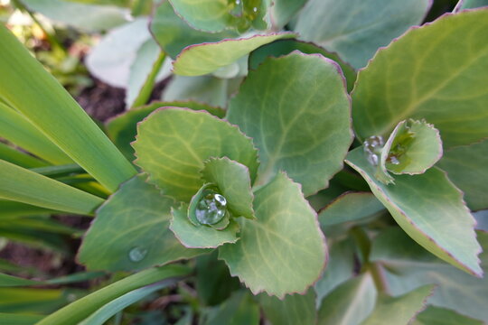 Hylotelephium telephium (Orpine) formerly known as Sedum telephium, is a succulent plant