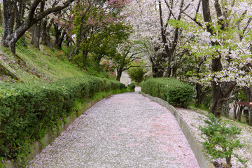 香川県は朝日山森林公園の遊歩道と桜