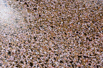 水面に浮かぶ無数の桜の花びら