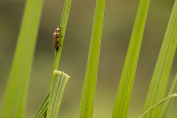 Luciernaga, verde, briññante. naturaleza. artrópodo. insecto. inofencivo, deversidad,...