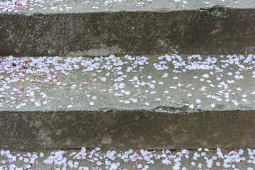 階段に舞い散った桜の花びら