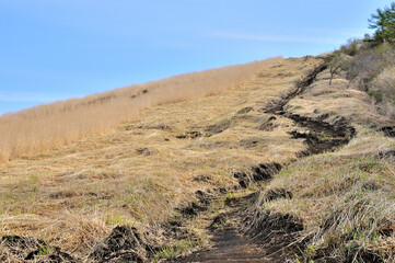 甲相国境尾根の道　三国峠から鉄砲木ノ頭へのカヤト原の登り