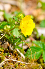 バラ科　ツルキンバイ