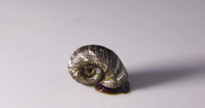 snail in a white background