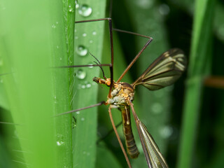 insect on a leaf