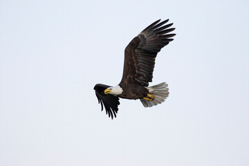 The bald eagle (Haliaeetus leucocephalus) in flight. It is a bird of prey found in North America