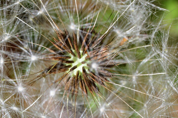 Close-up view of dandelion seeds still attached to the plant.