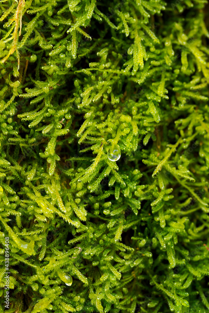 Canvas Prints water drop on green moss in winter.