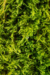 Water drop on green moss in winter.