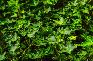 green wet ivy leaves with dark background