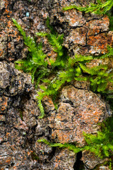 Green moss on a tree bark in detail.