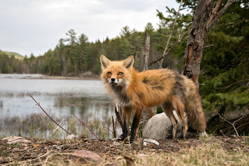 Red Fox Photo Stock. Fox Image. Close-up profile side view with clouds, water and coniferous forest...