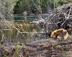 Red Fox Photo Stock. Fox by a beaver lodge drinking water with water and coniferous forest trees background in its habitat and environment. Picture. Portrait. Image