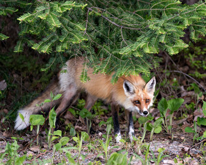 Naklejka na ściany i meble Red Fox Photo. Fox Image. Close-up profile view in the springtime displaying fox tail, fur, in its environment and habitat with a background and moss and foliage on ground. Portrait. Photo.