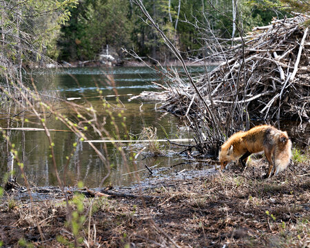 Red Fox Photo Stock. Fox by a beaver lodge drinking water with water and coniferous forest trees background in its habitat and environment. Picture. Portrait. Image