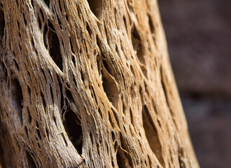 Textura de cactus seco en el cajón del maipo.