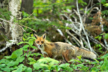 Red Fox Photo. Fox Image.  Close-up profile side view in the forest with foliage and looking at camera in its environment and habitat. Picture. Portrait.
