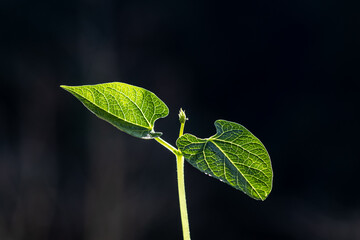 Selective focus of bean sprout grows in a pot, planted on a farm in Brazil