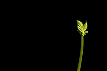 Selective focus of bean sprout grows in a pot, planted on a farm in Brazil