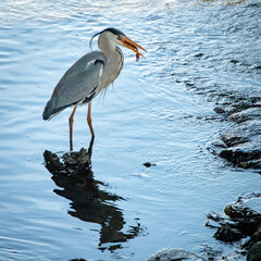 Great gray heron catching a favorite crayfish