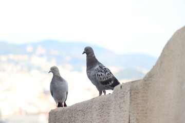 Pigeons on a stone wall