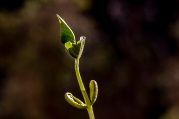 Selective focus of bean sprout grows in a pot, planted on a farm in Brazil
