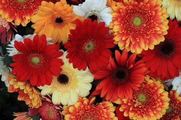 Colorful gerbera bouquet