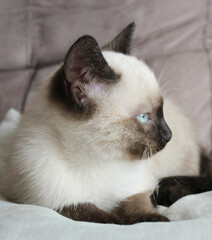 Siamese young cat with blue eyes. Male kitten, black ears and white fur, looking to the side