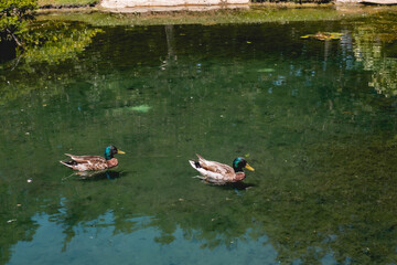 Ducks on the pond