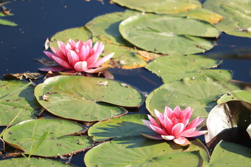 Pink water lily