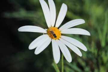 Common Hover Fly (Melangyna viridiceps)  drinking nectar from daisy flower, South Australia