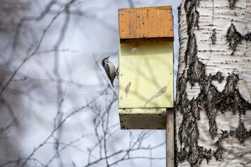 feeder in the forest