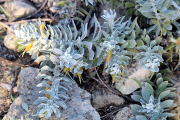 Emu Bush (Eremophila glabra prostrate) in flower, South Australia