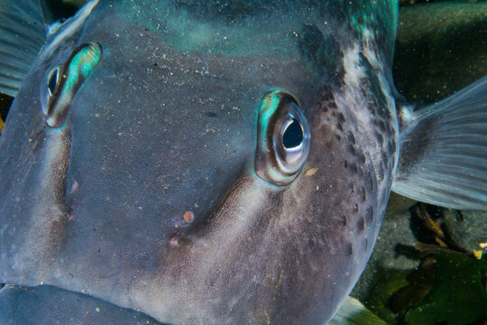 Blue cod, Parapercis colias