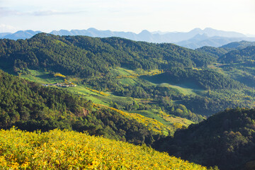 Yellow Mexican Sunflower Field on the Hill side of Mae U Ko Mountain in winter, Mae Hong Son Province, Northern of Thailand