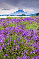 Fuji Mountain and Lavender Field in Summer Cloudy Day, Oishi Park, Kawaguchiko Lake, Japan	
