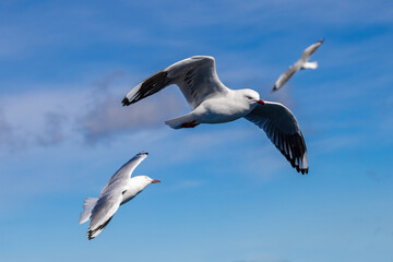 Fototapeta na wymiar Silver Gulls in flight with blue sky