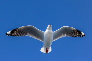 Silver Gulls in flight with blue sky