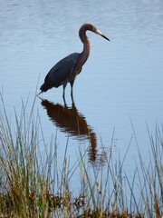 Reddish Egret and Reflection, Merritt Island NWR