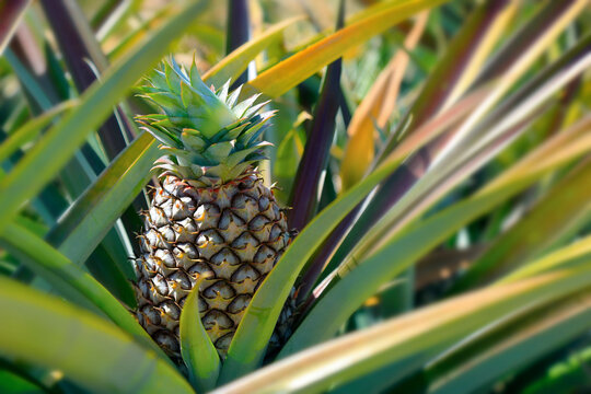 juicy pineapple growing in plantation
