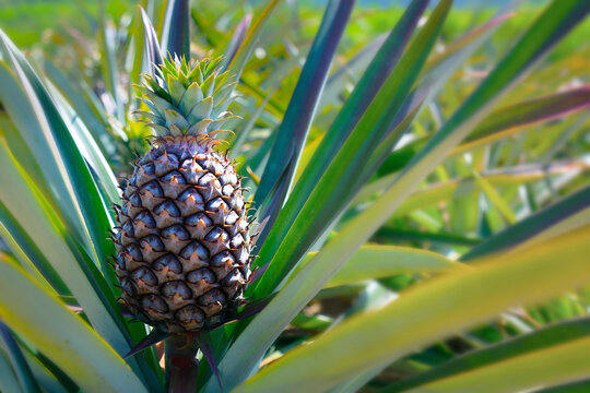 juicy pineapple growing in plantation