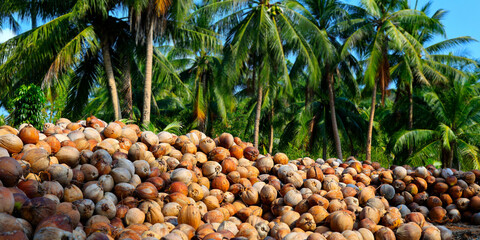 heap of coconut in coconut plantation