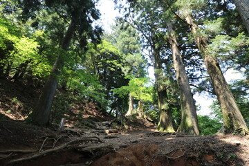 神奈川県の丹沢の大山の登山