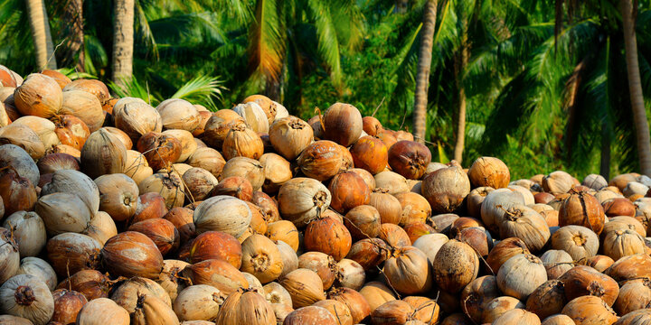 Heap Of Coconut In Coconut Plantation