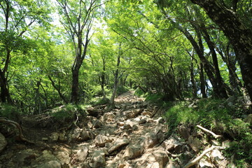 神奈川県の丹沢の大山の登山