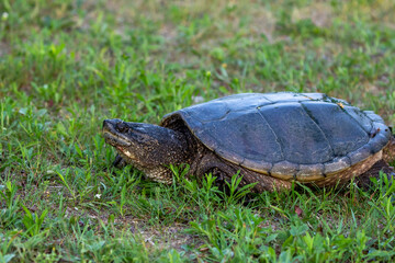 The common snapping turtle (Chelydra serpentina) on a meadow.  Every year they leave the freshwater and go to shore for the laying of eggs