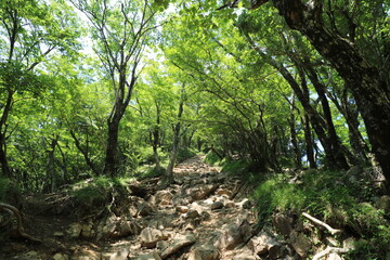 Obraz premium 神奈川県の丹沢の大山の登山