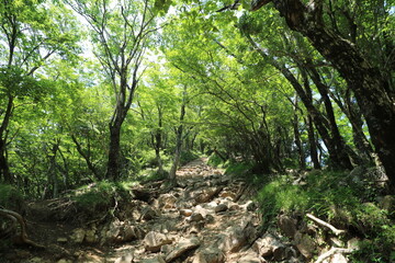 神奈川県の丹沢の大山の登山