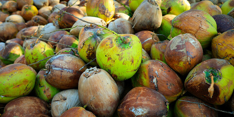 close up  of coconut in coconut heap